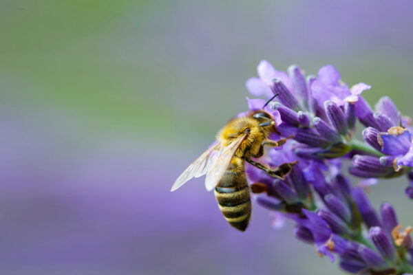 The bee (Apis mellifera) collects nectar from lavender. Banner photo.